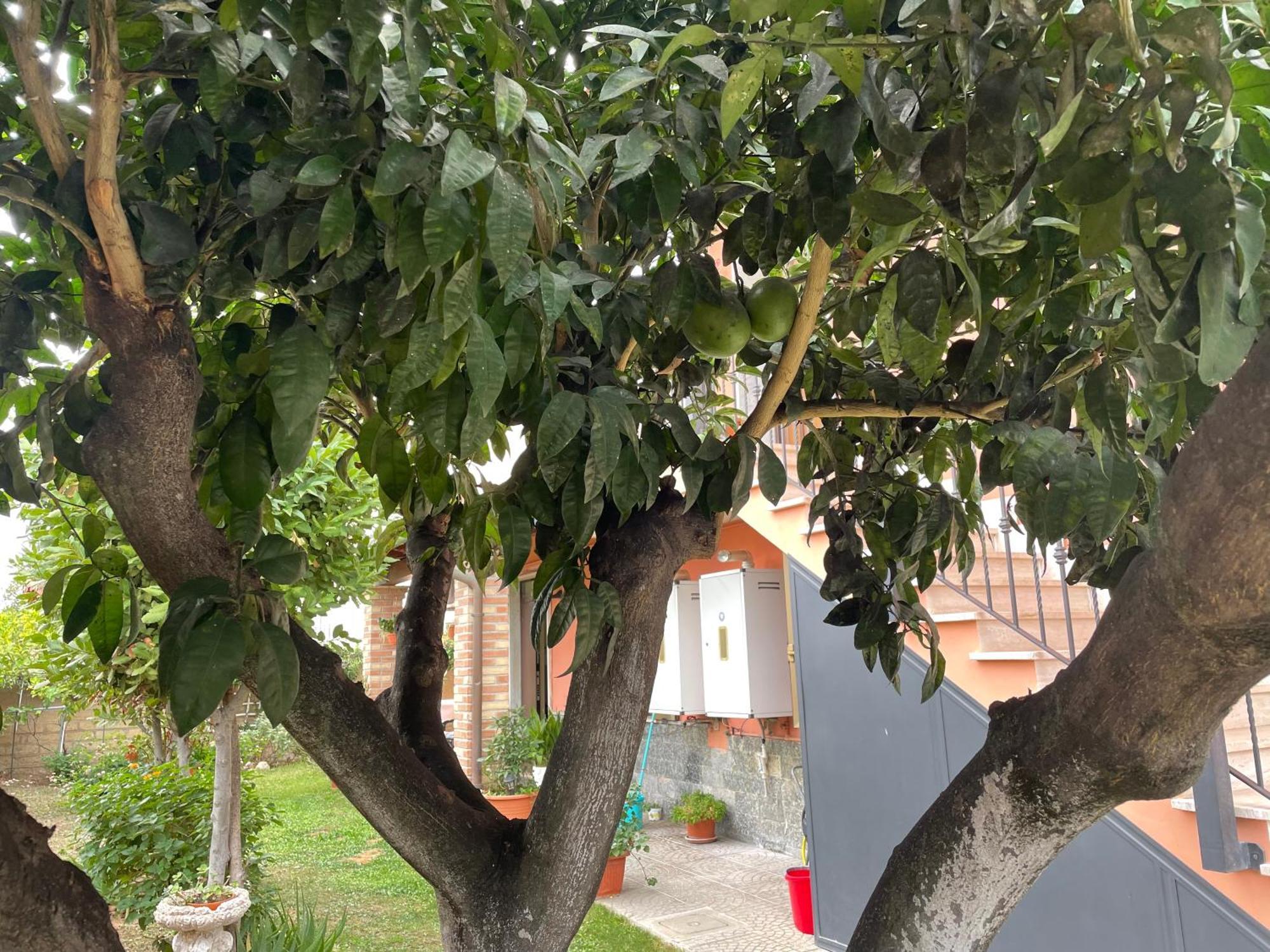 Un Sogno Nel Verde Acilia Exterior foto