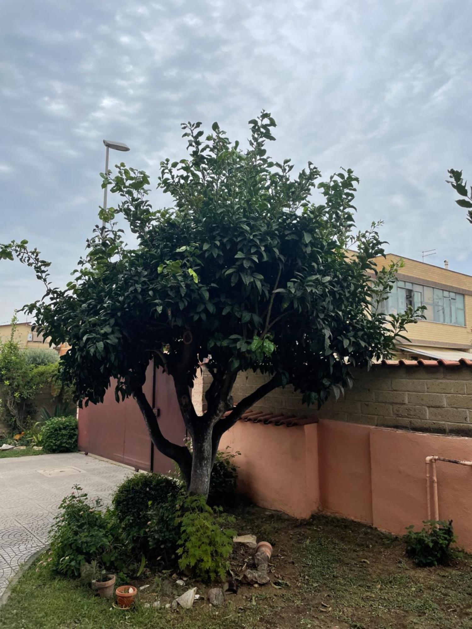 Un Sogno Nel Verde Acilia Exterior foto